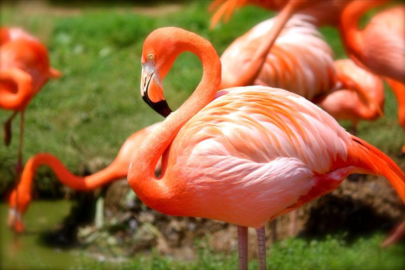 flamingo que hacer con ninos en murcia